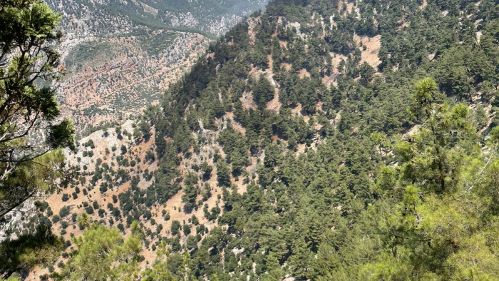 Adana'da orman yangını