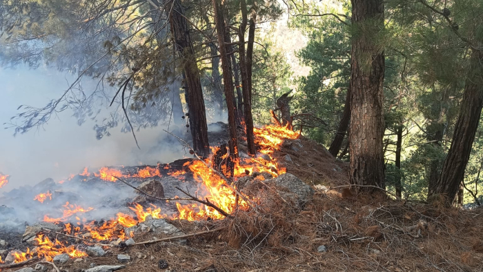 Adana'da orman yangını