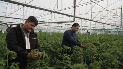 Suriyeli işçiler ülkelerine dönmekte kararlı, Antalyalı üretici düşünceli
